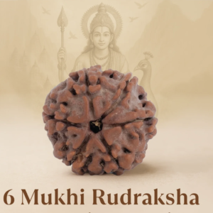 Original Siddh 6 Mukhi Rudraksha
